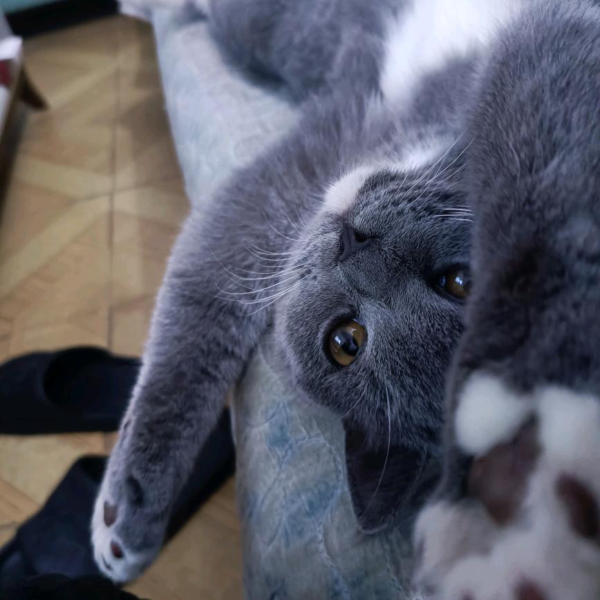 我家猫会打空翻✨