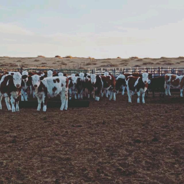 锡林浩特市玛勒钦畜牧养殖场