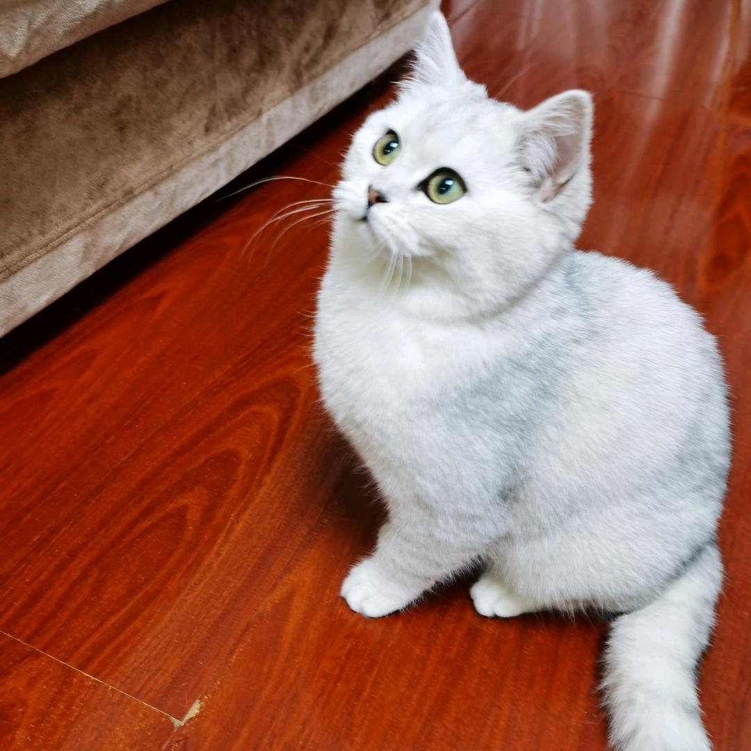球球是只小馋猫
