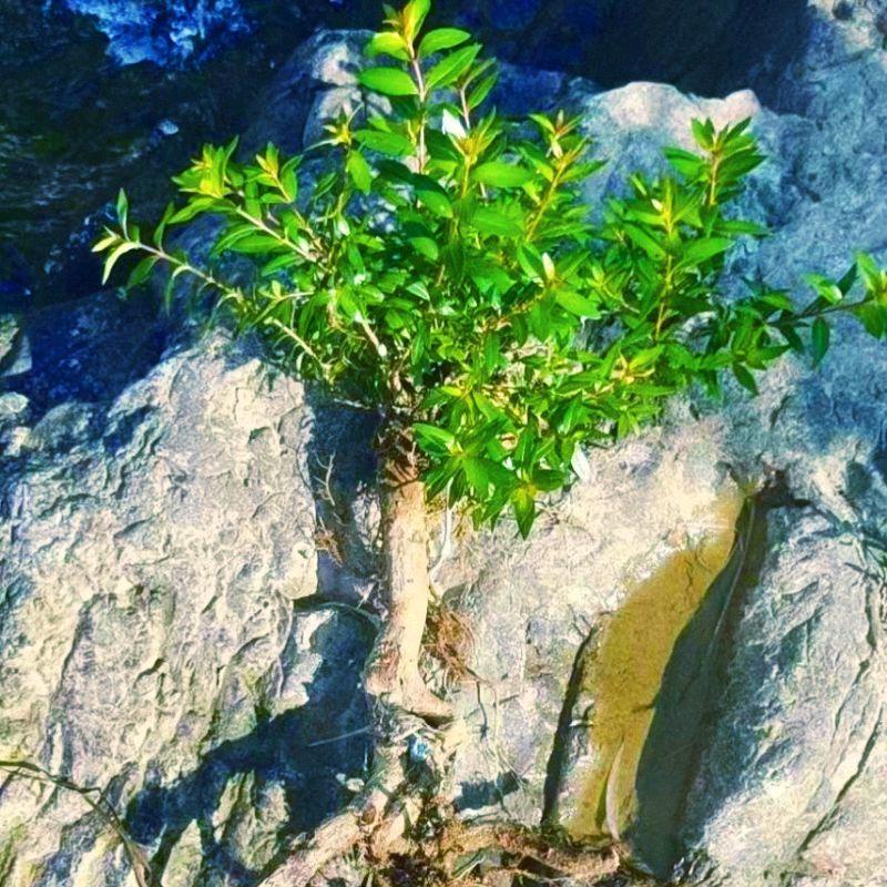 水杨梅鱼缸造景