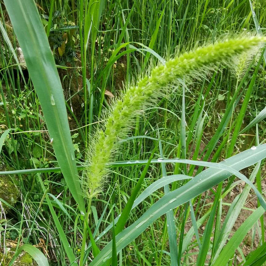 狗尾草
