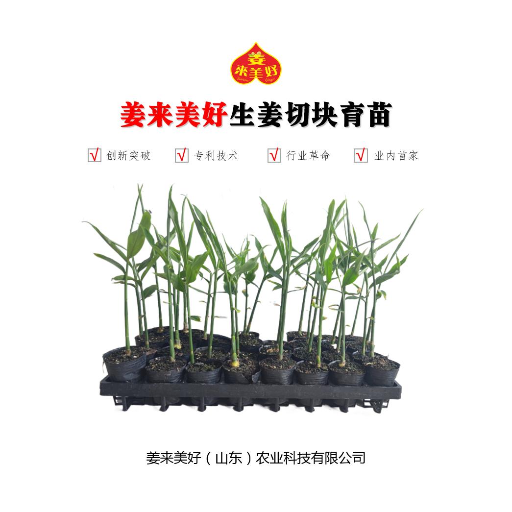 胜邦姜来美好生姜切块姜苗总部