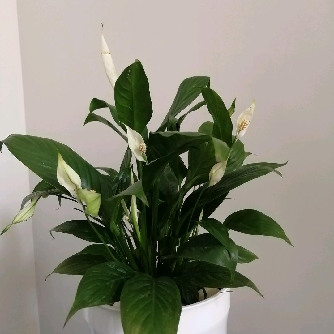 用户