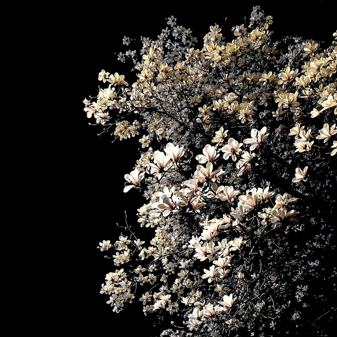 棠梨下