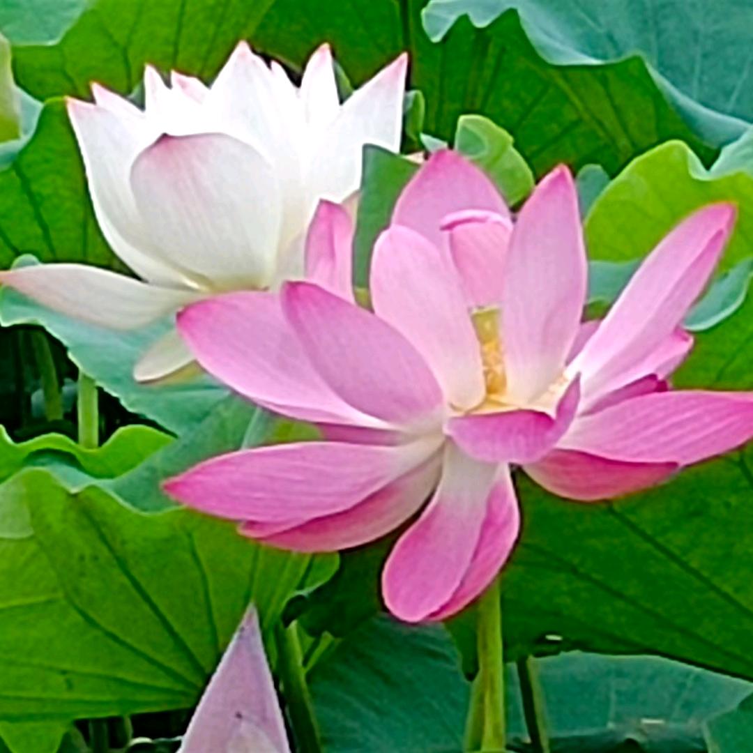 道和缘-九运福来