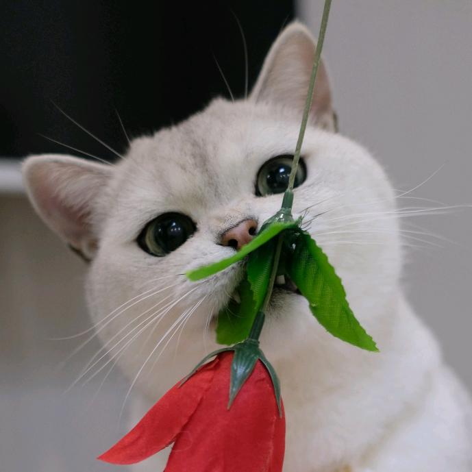 饼饼是只猫