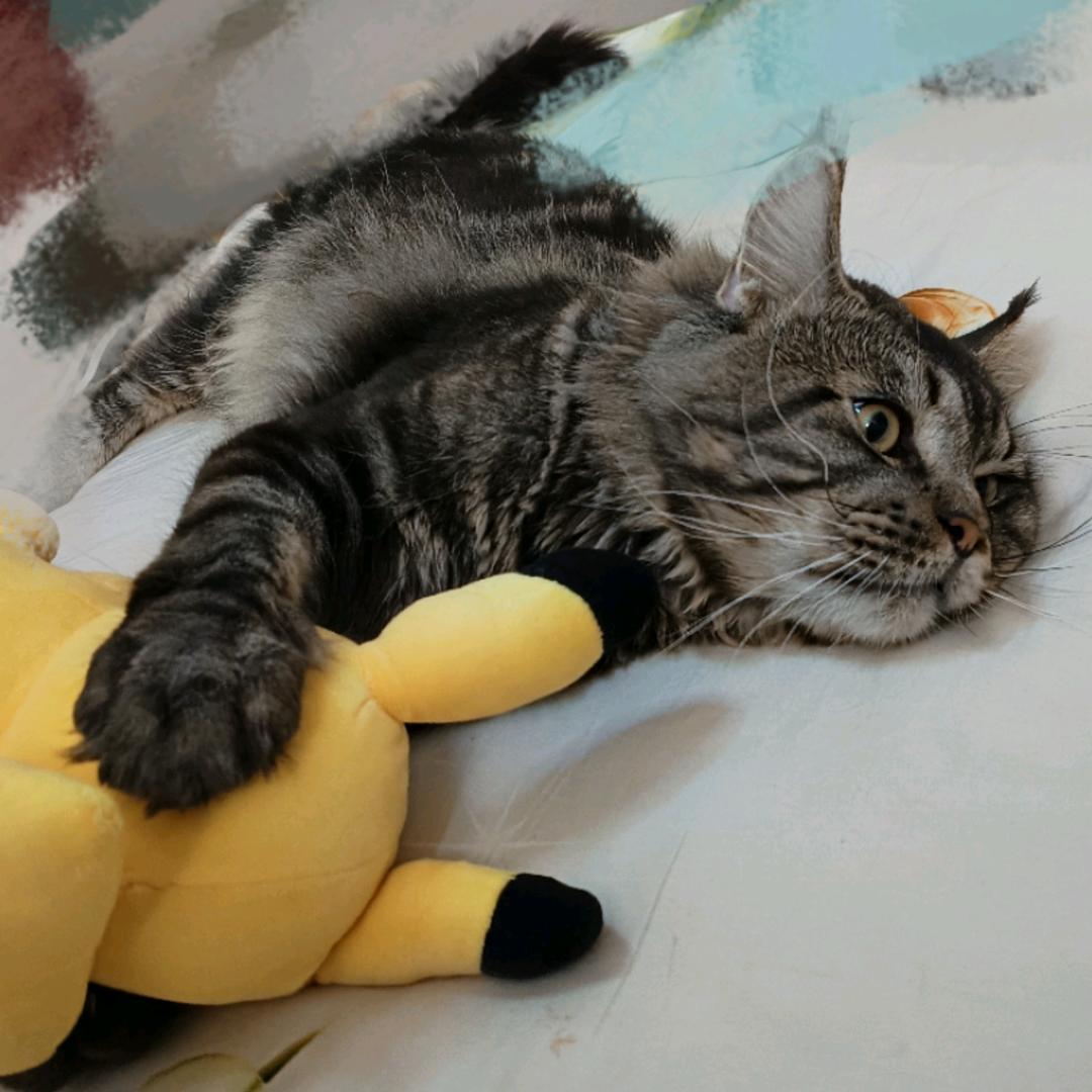 嘟宠优品  猫舍ʳᵒᵘ