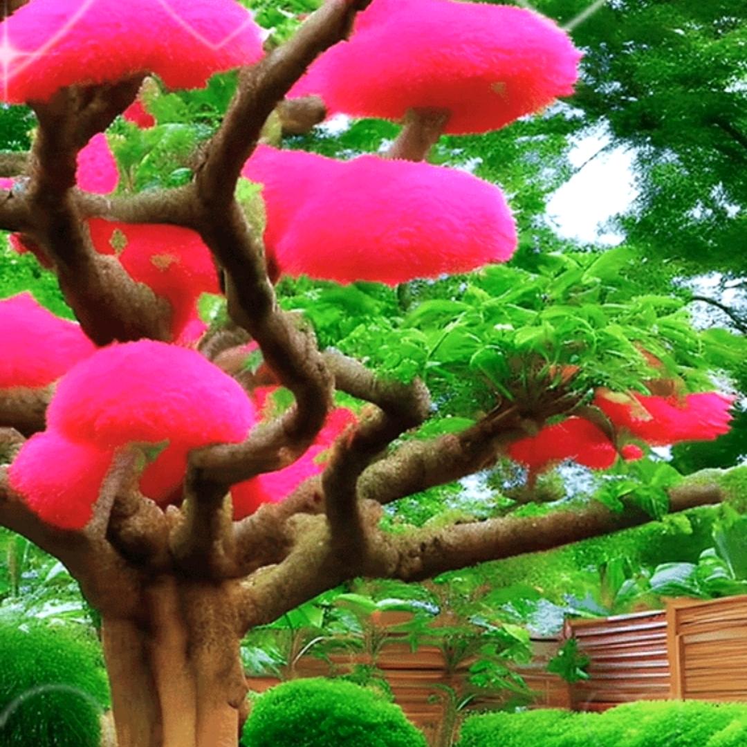 宸泽希
