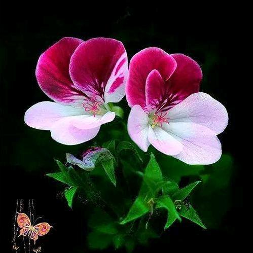 精美花卉