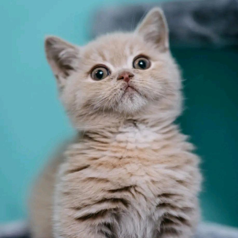 小吉米宠物用品