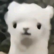 小羊可爱⚈₃⚈