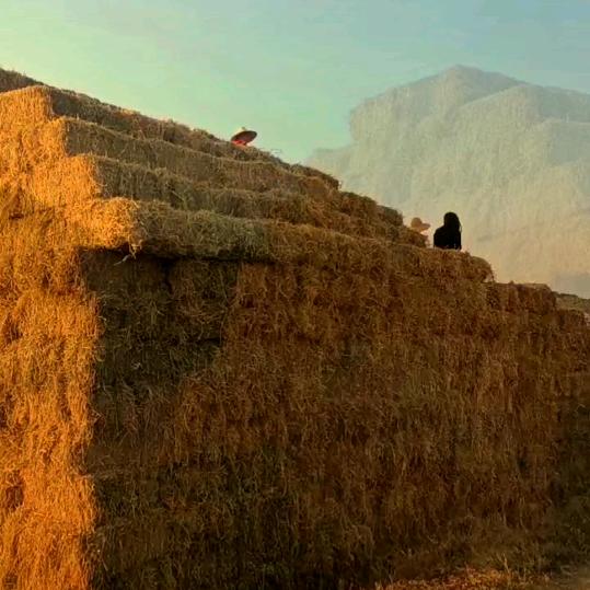 牧草秸秆综合利用星星农业刘贤广