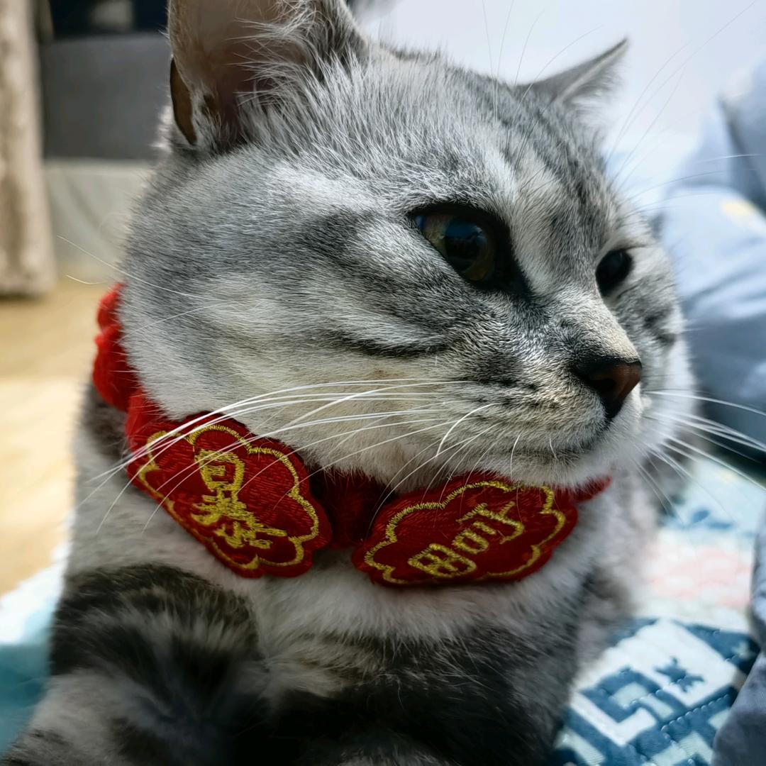 奶盐是只喵