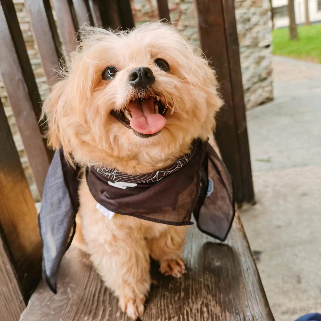 蜡笔小新🐾