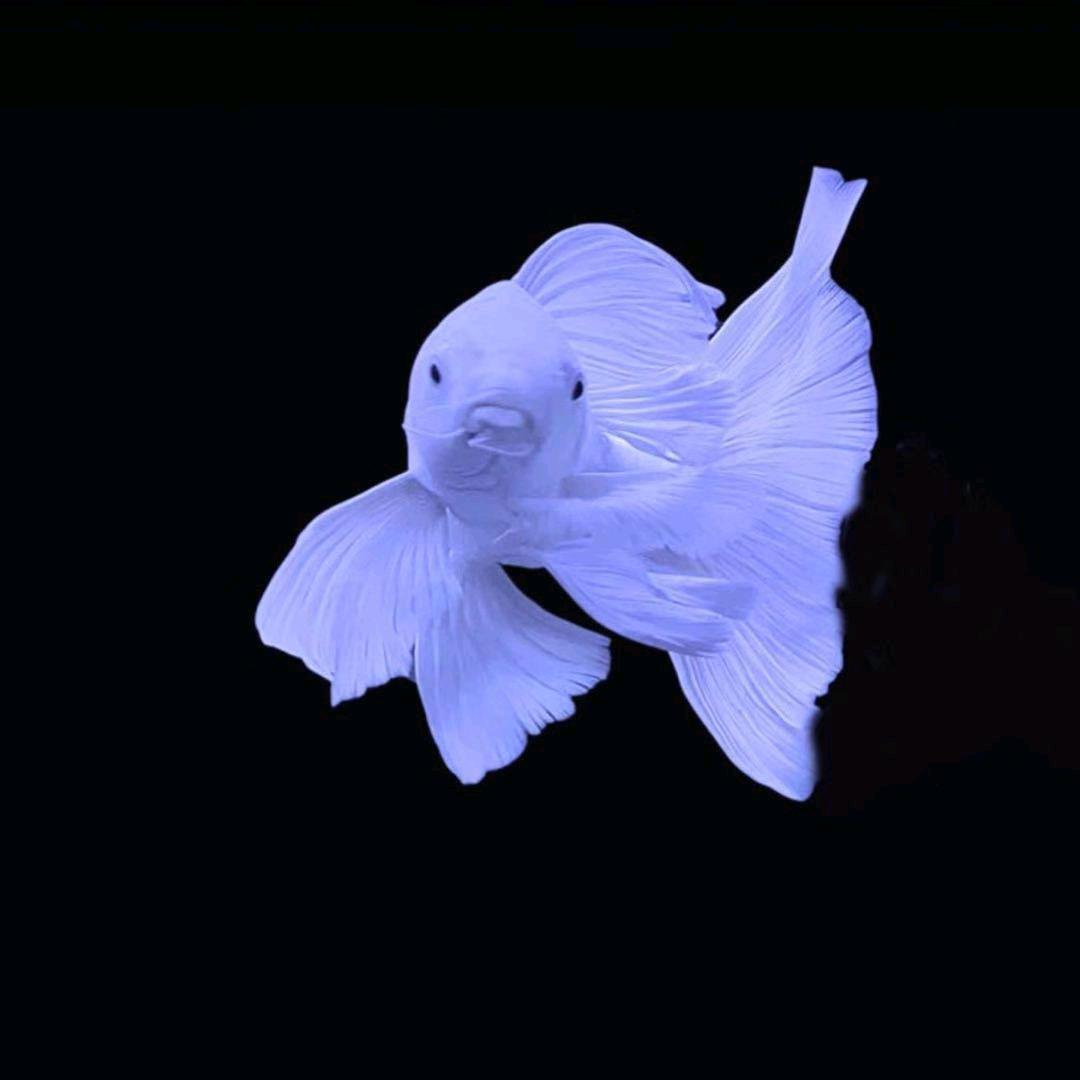 禹娴蝴蝶锂渔场