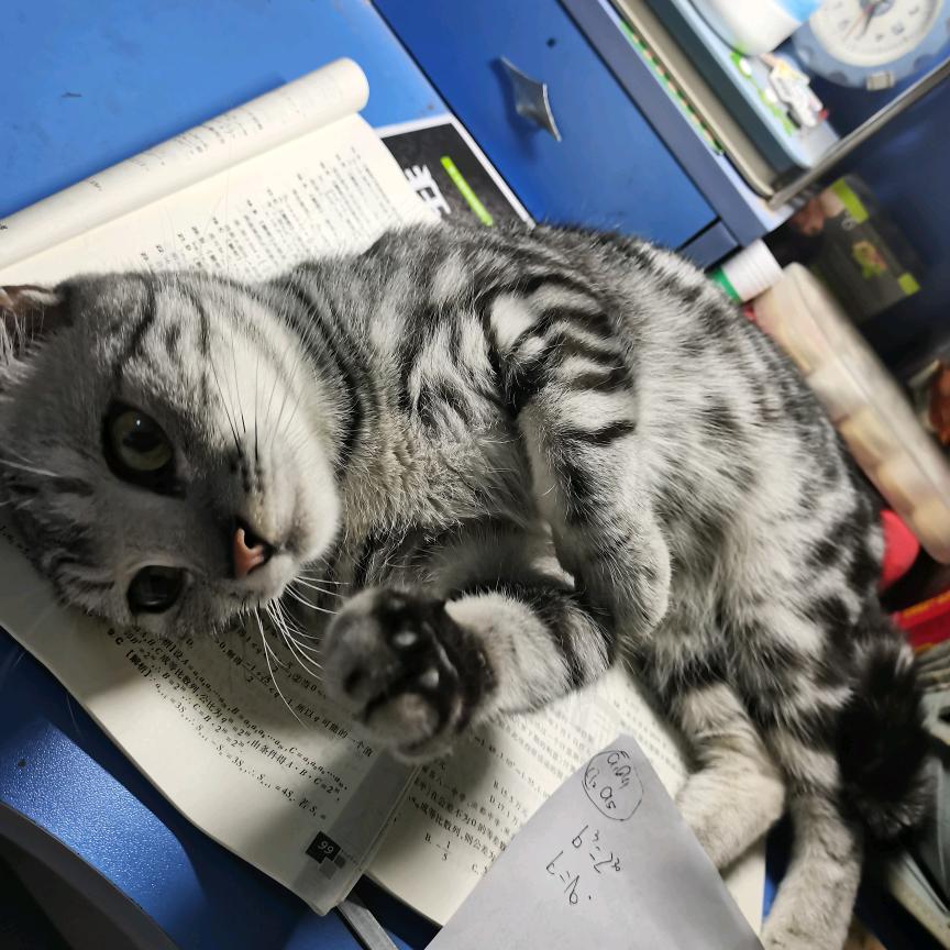 苍鸢