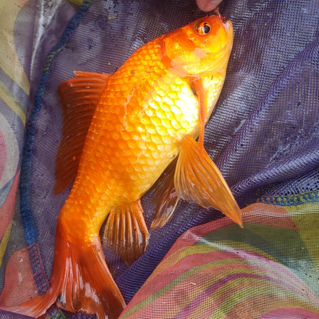 兄弟不在多，有你就足够