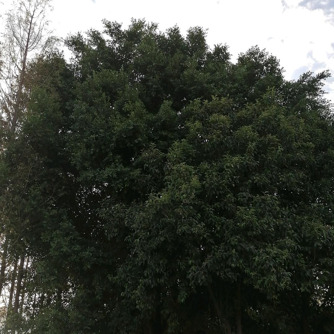 爱你一生