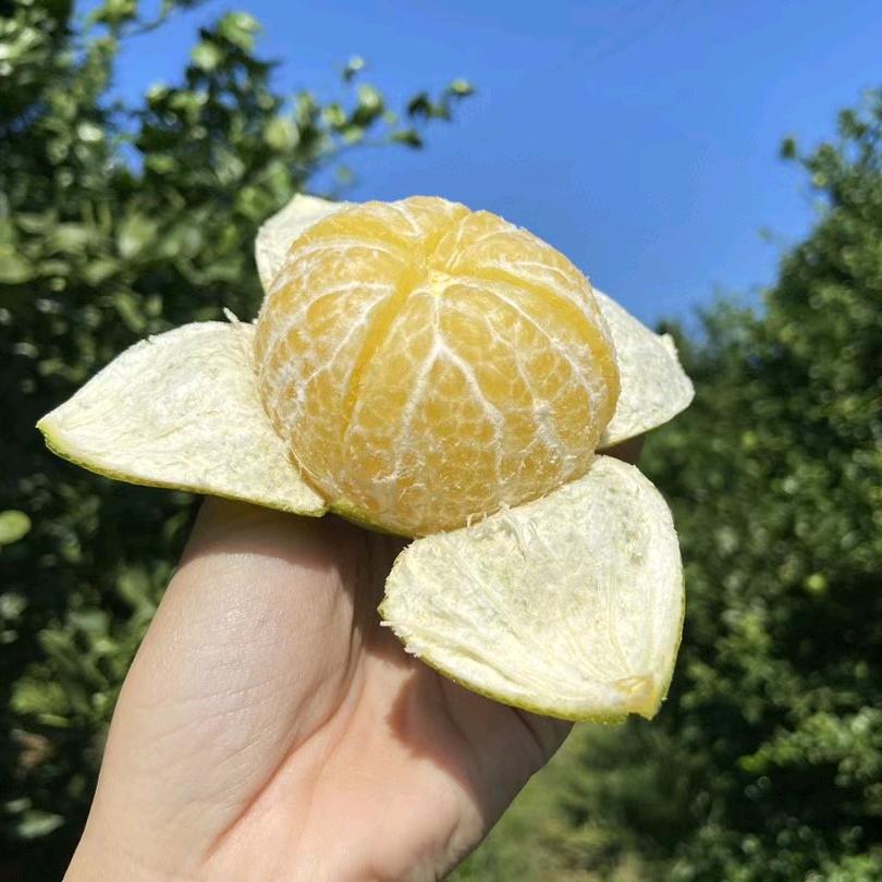 果然香鲜果