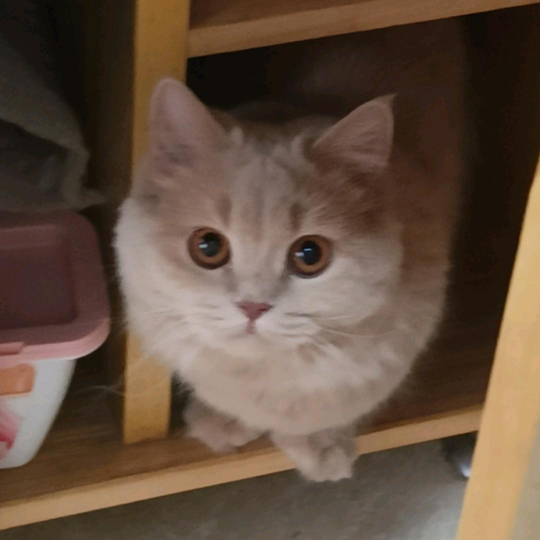 是来福吖