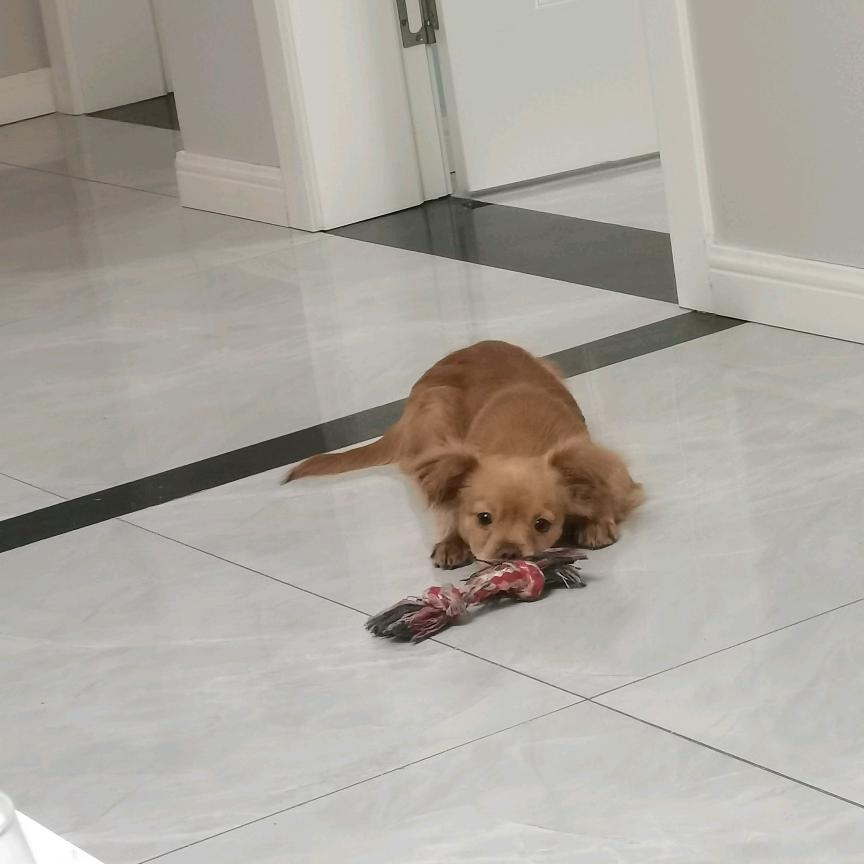 榴莲的快乐日子