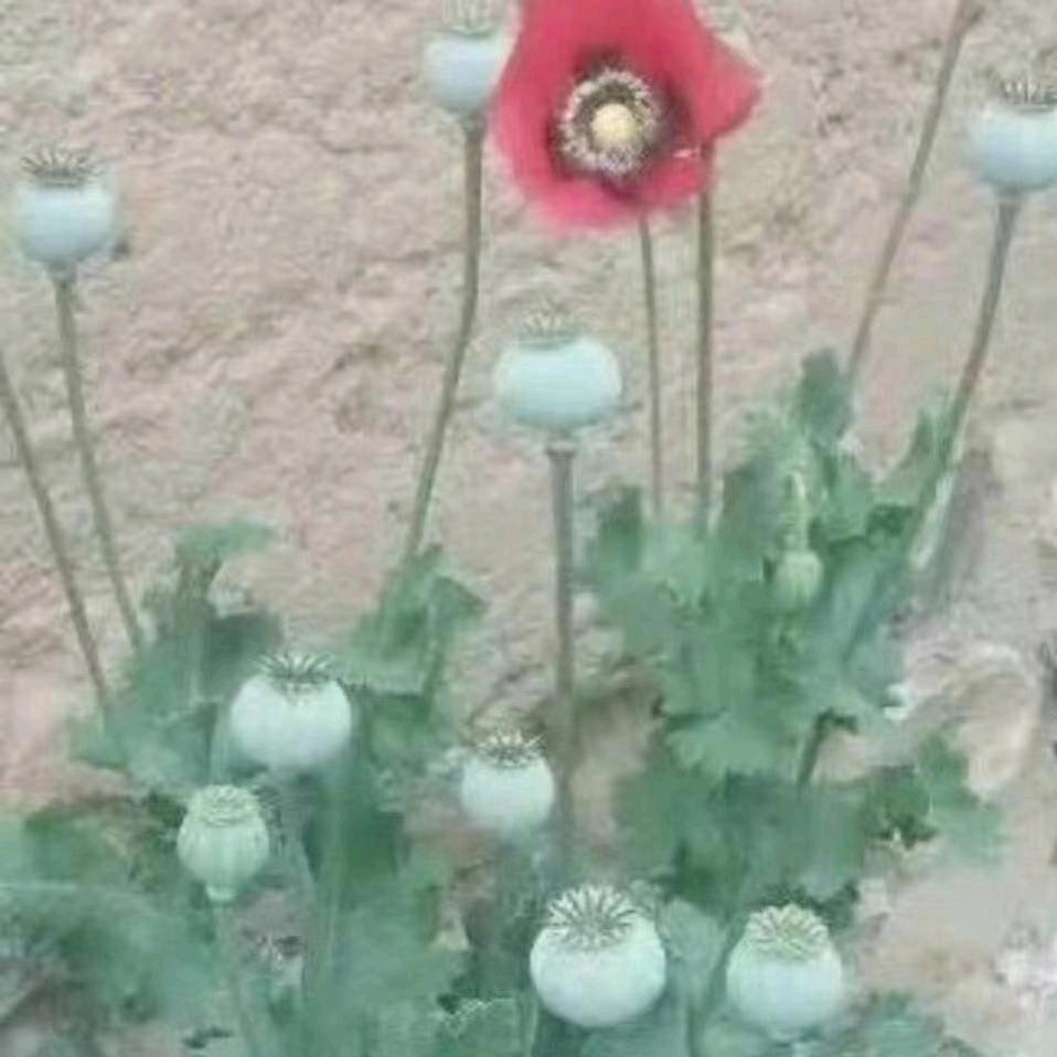 人生如梦