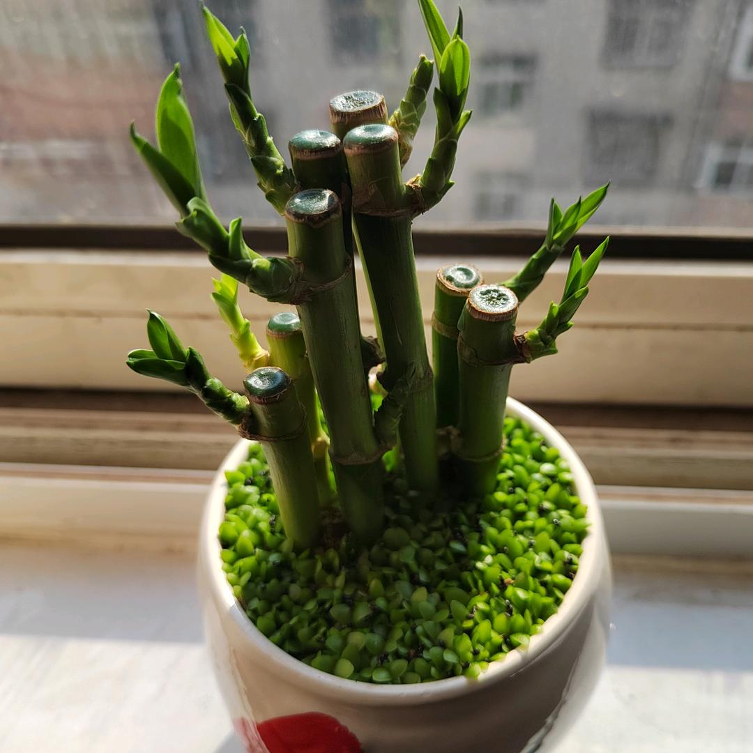 清风寻鱼