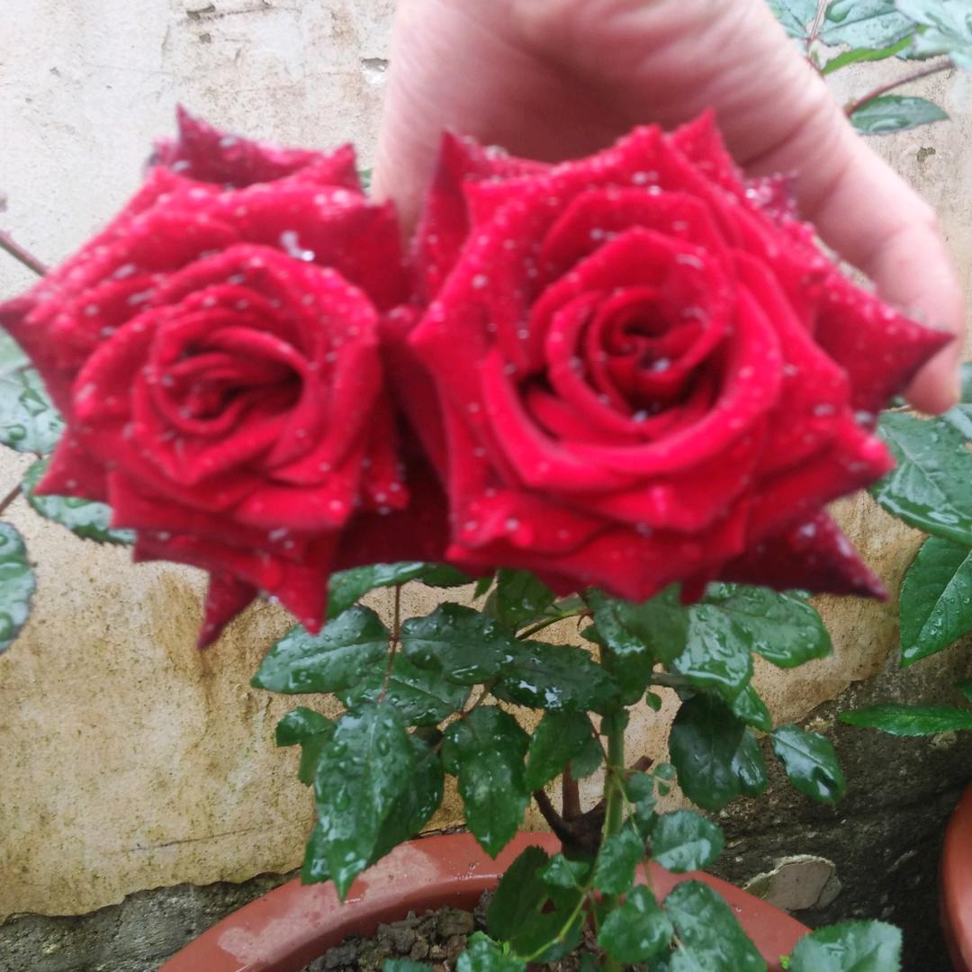 caodejin༒ۣ爱douyouli