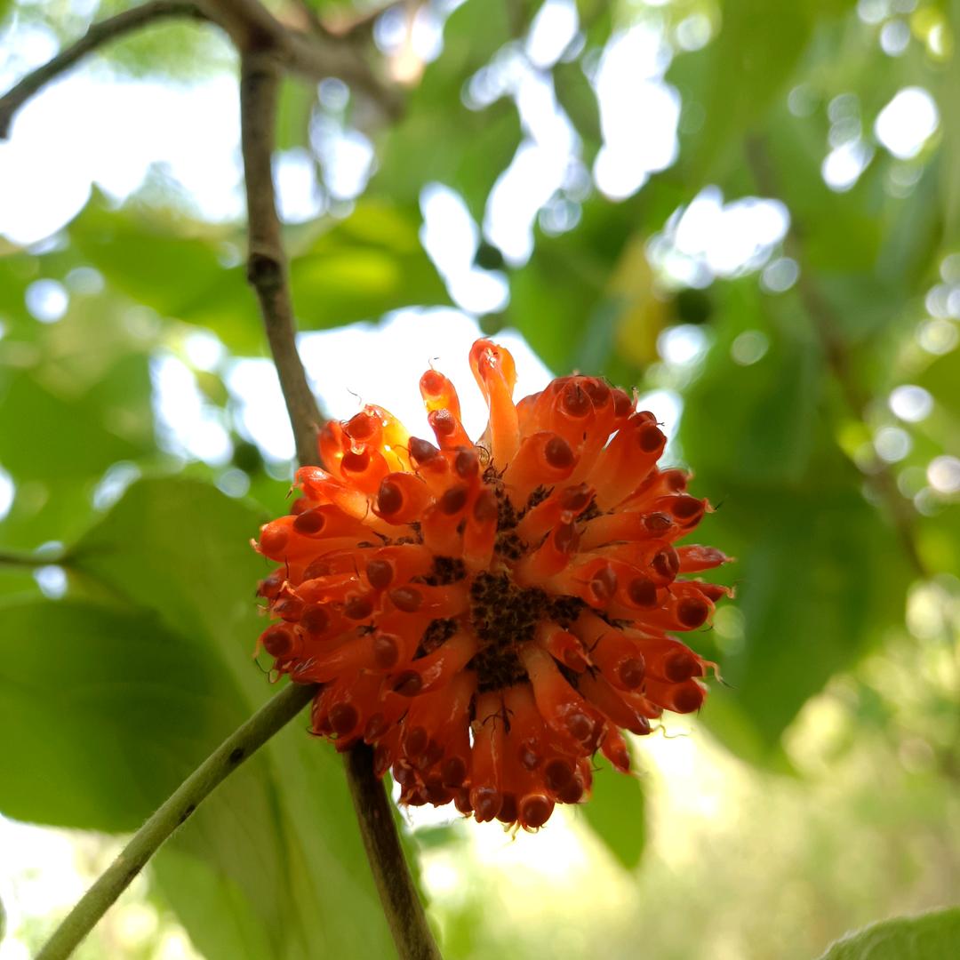 临枫有声小说（听书）