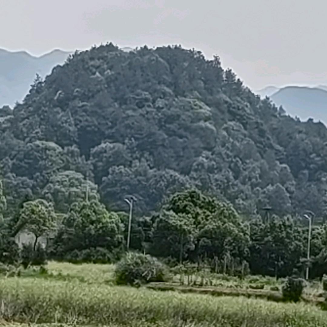 非洲狮王