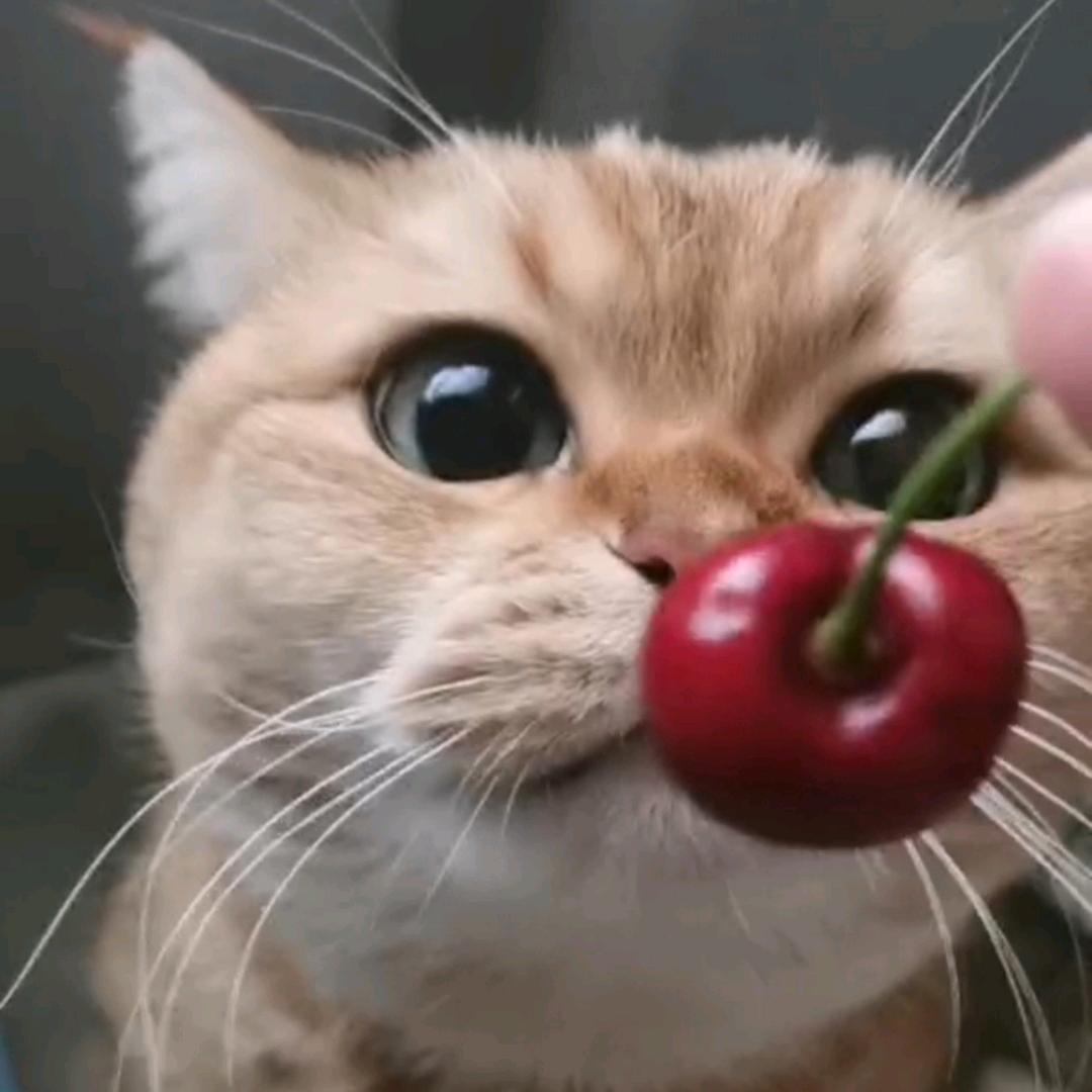 双鱼的猫猫