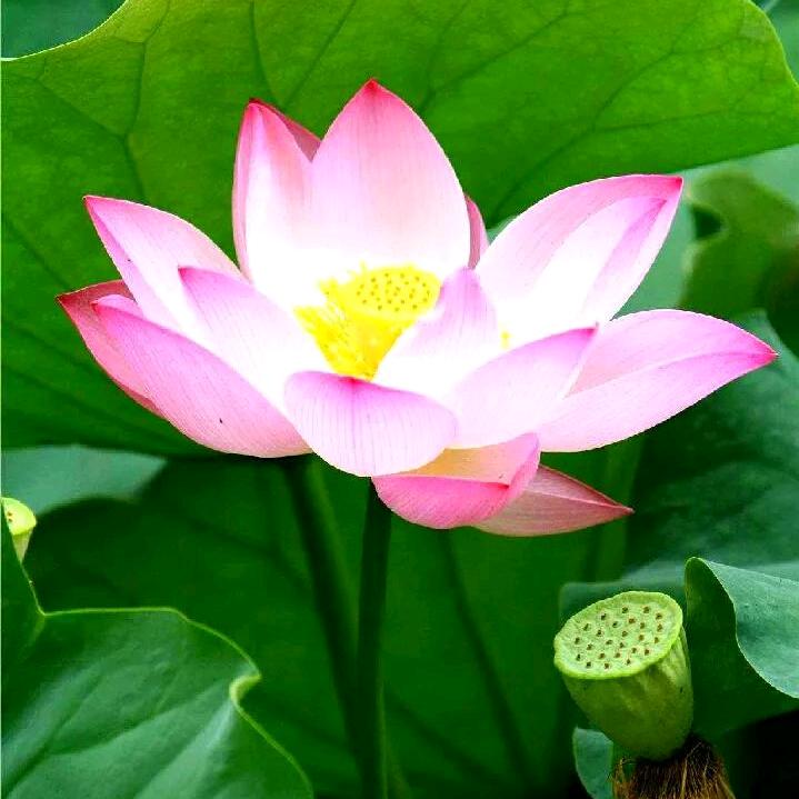 用户34166195爱花朵