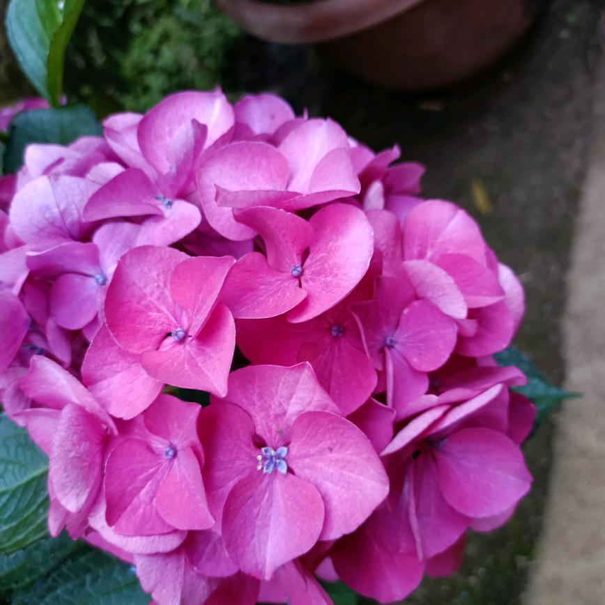 茉莉花