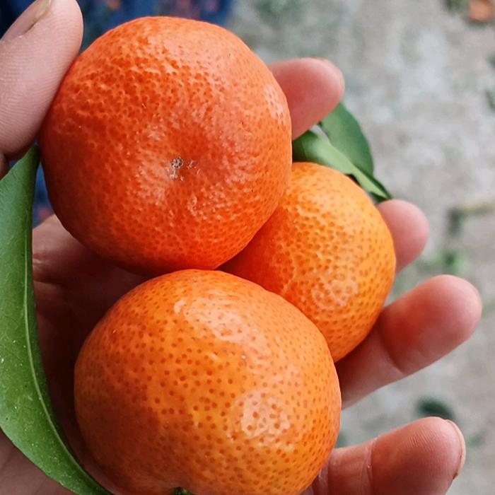 产地柑橘供应链、小王