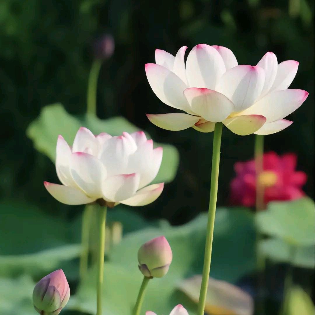 花开富贵🌹🌹🌹