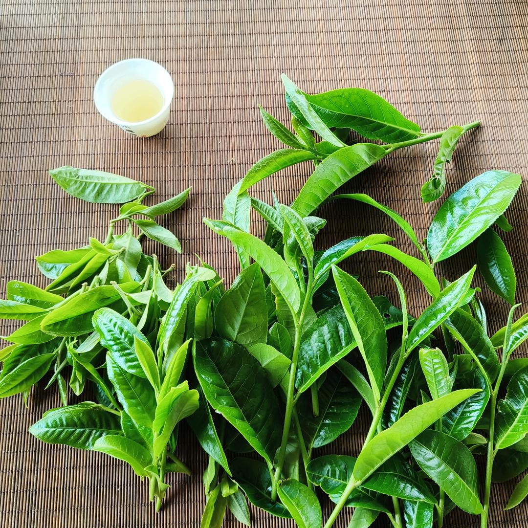 森林普洱茶