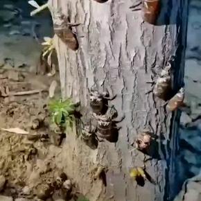 淼源金蝉养殖基地