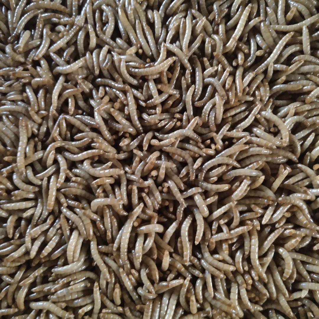 黄粉虫养殖基地～星越虫业