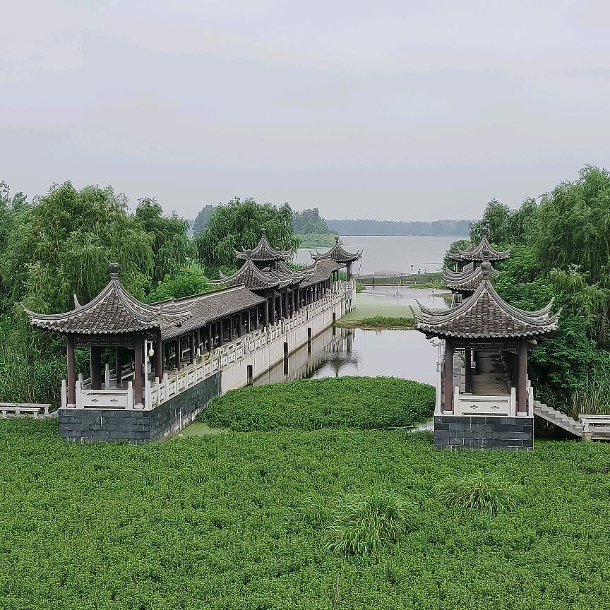 竹林开心
