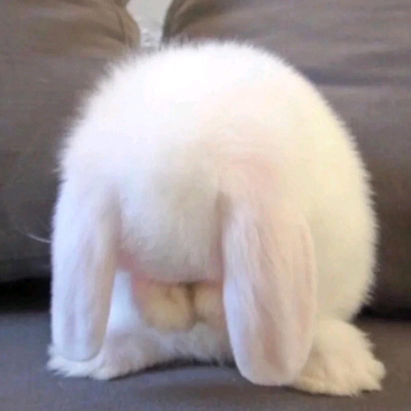 牛奶