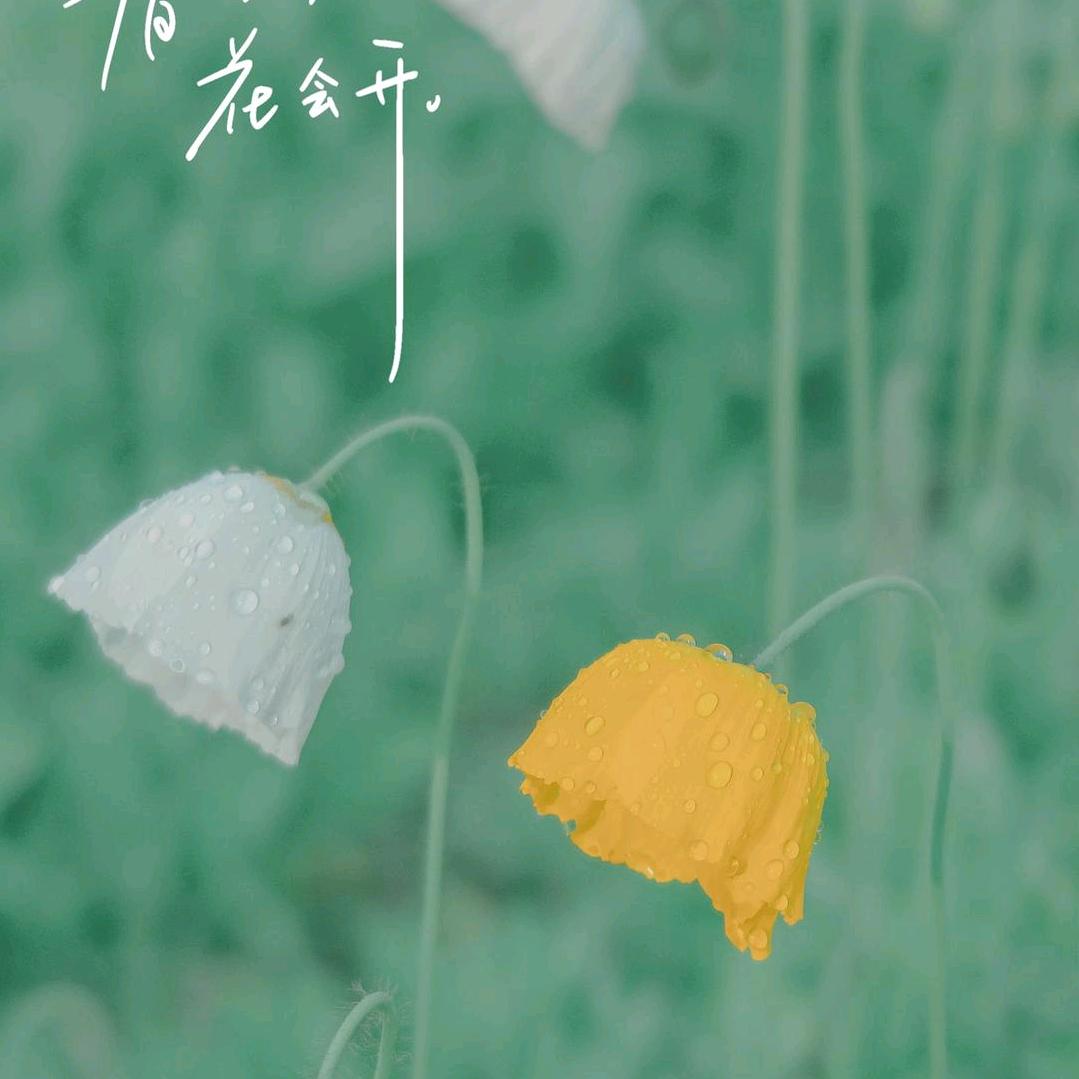 小🐠