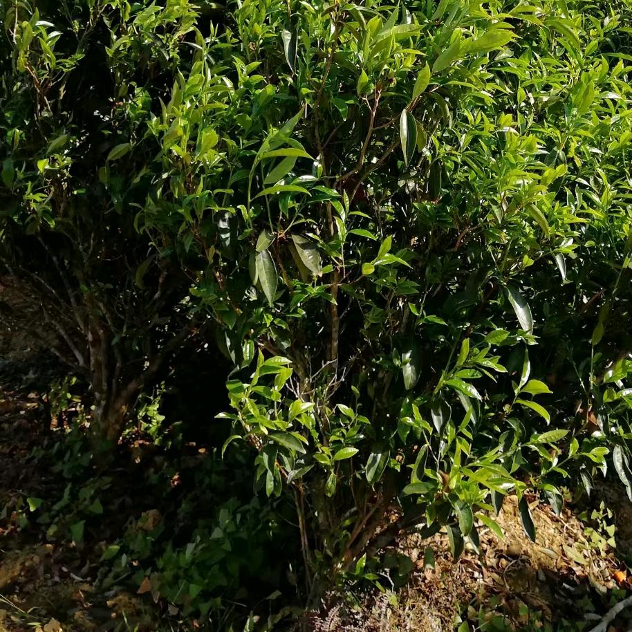凤凰单枞茶