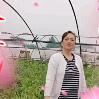 《陈八姐》
