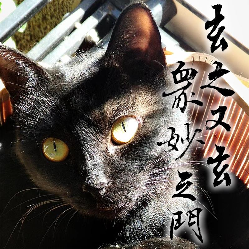 练字的黑猫赛克
