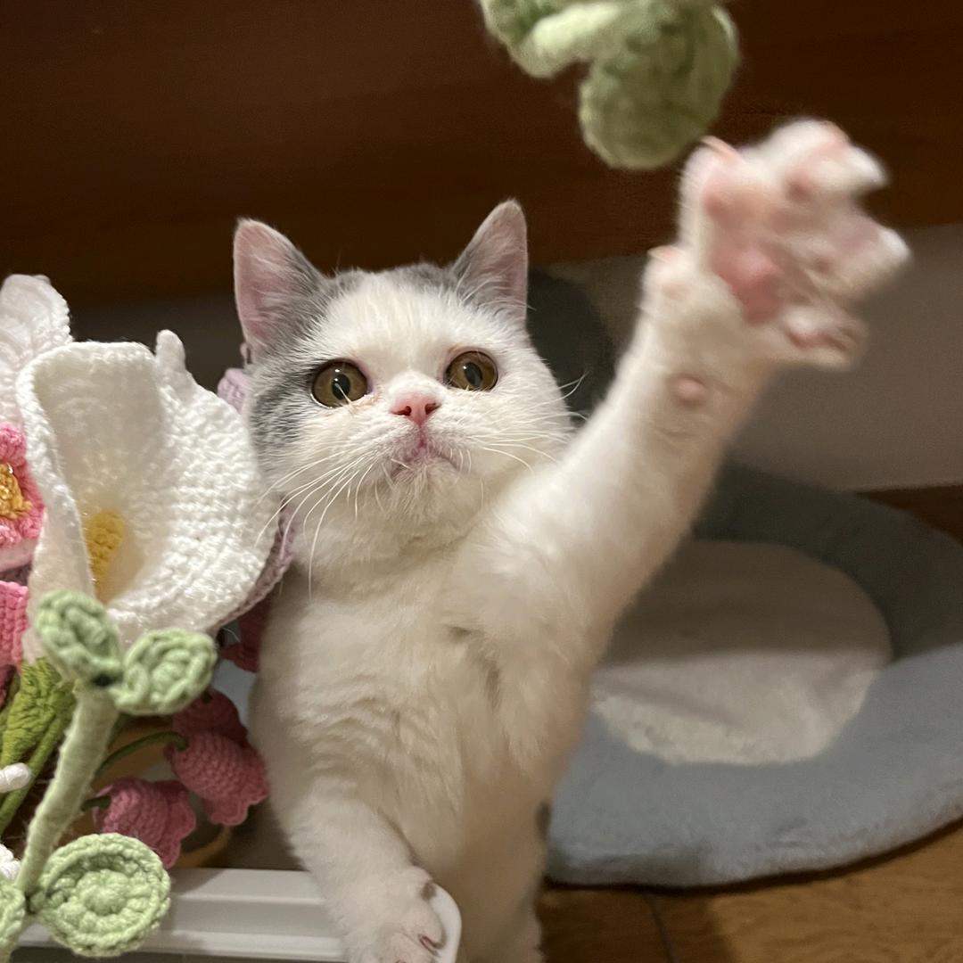 猫三的小花园｜钩织花艺