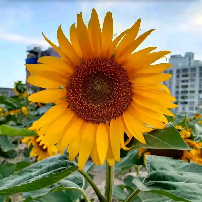 踏雪寻梅，不交忘恩负意的友