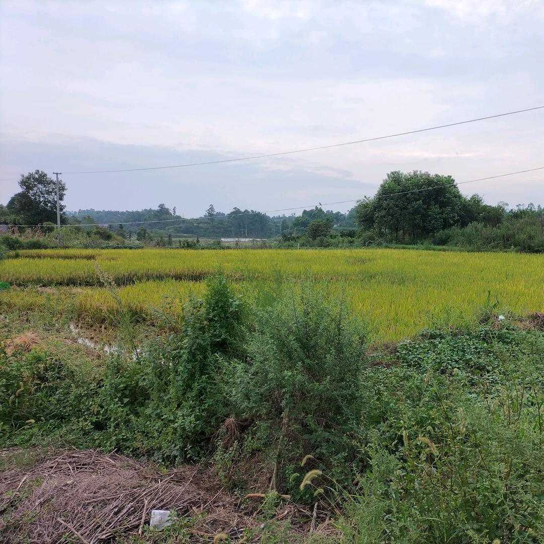 丘陵