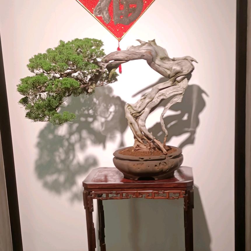 弹子缘
