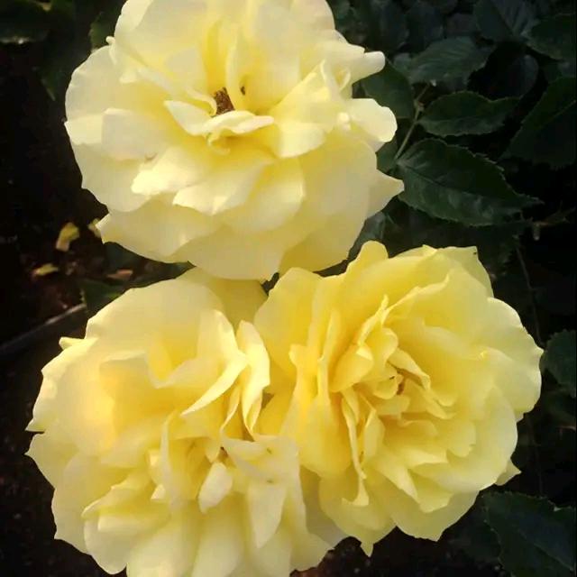 ℳঞ余生 ໌້ᮨ꧔ꦿ᭄不将就💕