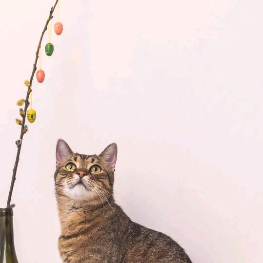 做，自己想做的事